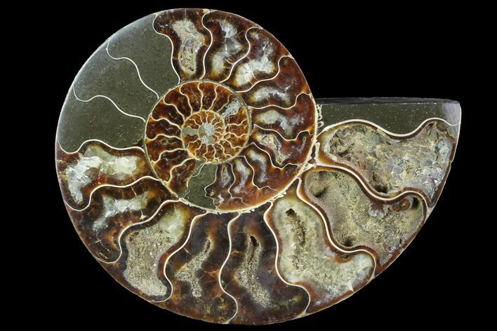 Agatized Ammonite Fossil (Half) - Agatized #88458